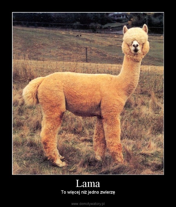 Lama – To więcej niż jedno zwierzę 