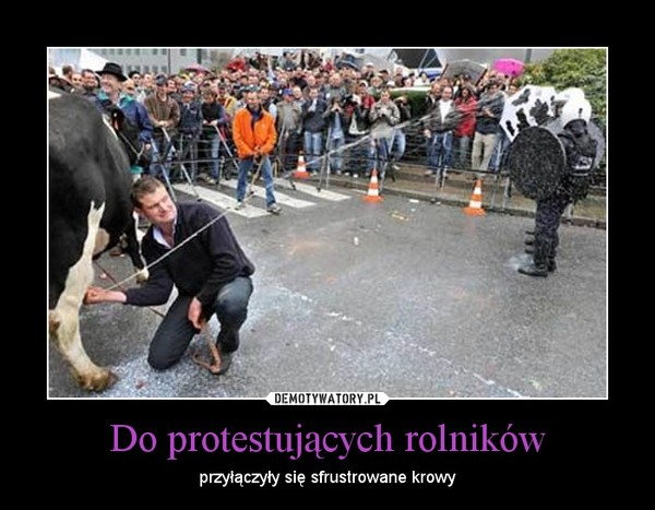 Do protestujących rolników – przyłączyły się sfrustrowane krowy 