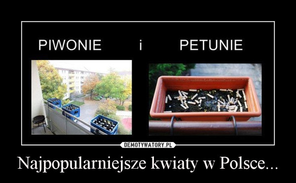 Najpopularniejsze kwiaty w Polsce... –  
