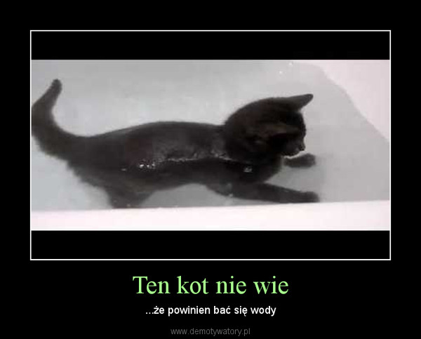 Ten kot nie wie – ...że powinien bać się wody 