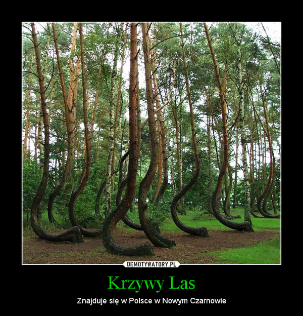 Krzywy Las – Znajduje się w Polsce w Nowym Czarnowie 