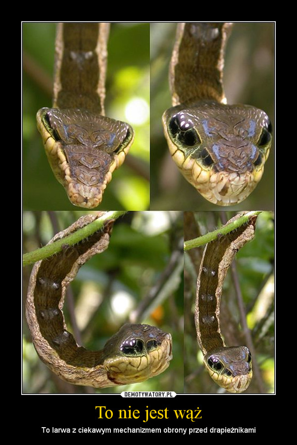 To nie jest wąż – To larwa z ciekawym mechanizmem obrony przed drapieżnikami 