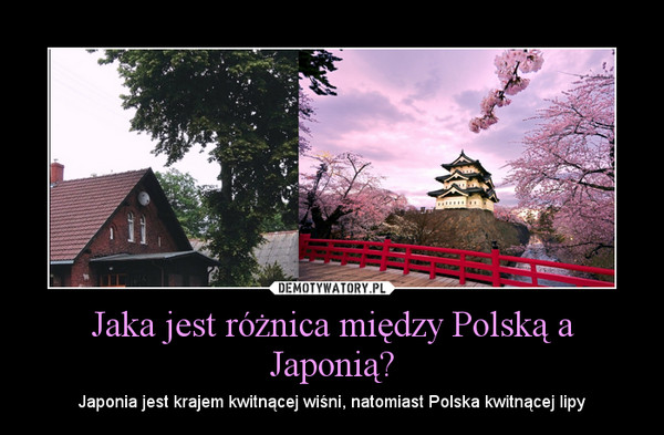 Jaka jest różnica między Polską a Japonią? – Japonia jest krajem kwitnącej wiśni, natomiast Polska kwitnącej lipy 