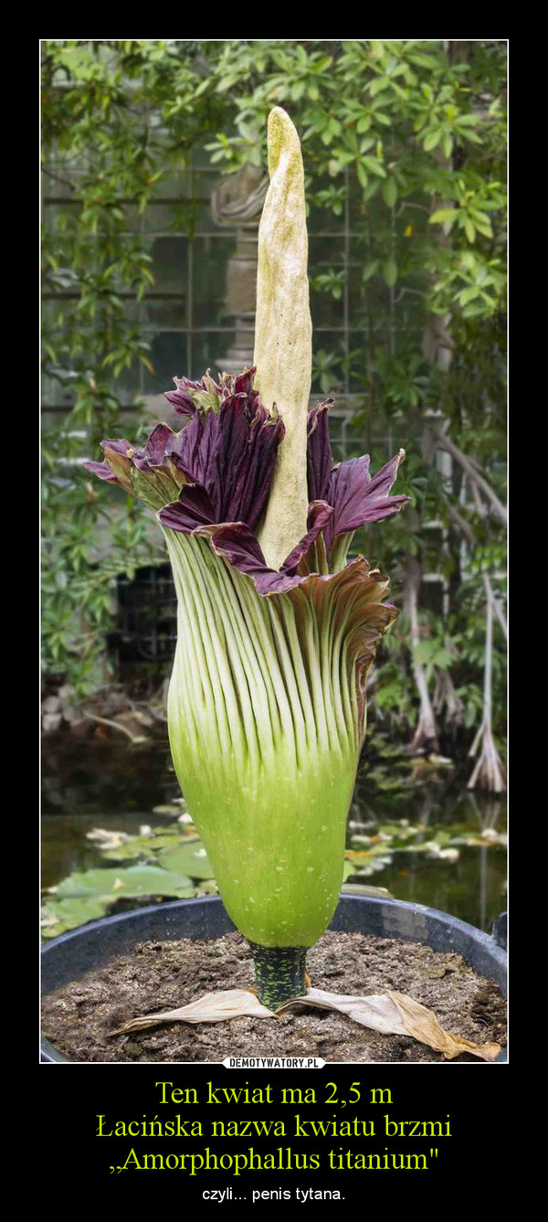 Ten kwiat ma 2,5 mŁacińska nazwa kwiatu brzmi „Amorphophallus titanium" – czyli... penis tytana. 