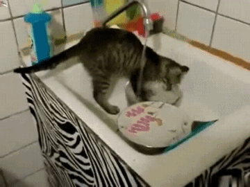 Prawdziwy bałagan w mieszkaniu – Gdy kot zmywa po tobie talerze 