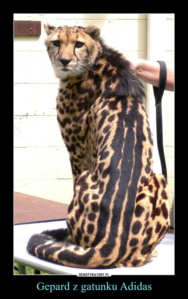 Gepard z gatunku Adidas –  