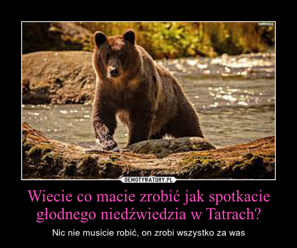 Wiecie co macie zrobić jak spotkacie głodnego niedźwiedzia w Tatrach? – Nic nie musicie robić, on zrobi wszystko za was 