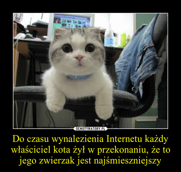 Do czasu wynalezienia Internetu każdy właściciel kota żył w przekonaniu, że to jego zwierzak jest najśmieszniejszy