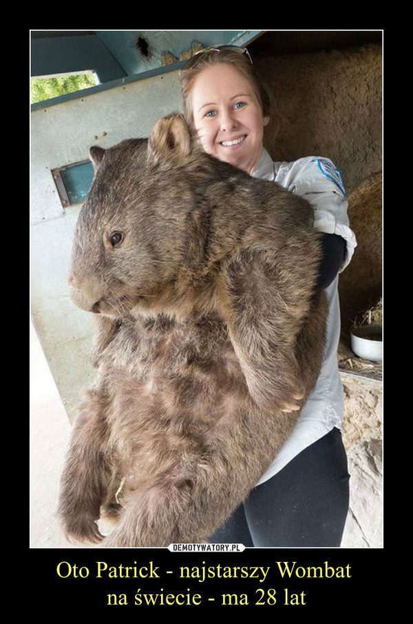 Oto Patrick - najstarszy Wombat na świecie - ma 28 lat –  
