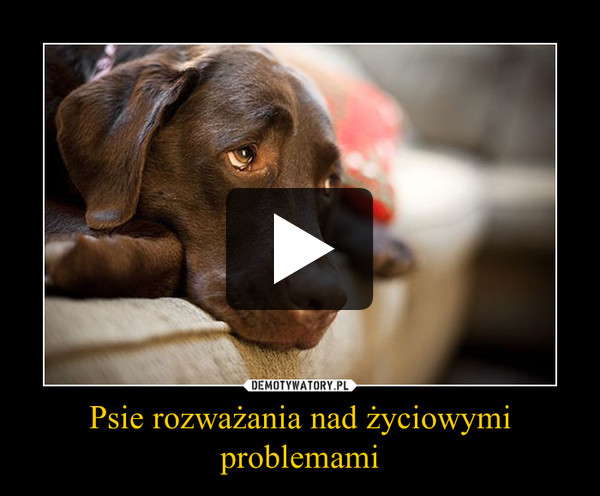 Psie rozważania nad życiowymi problemami –  