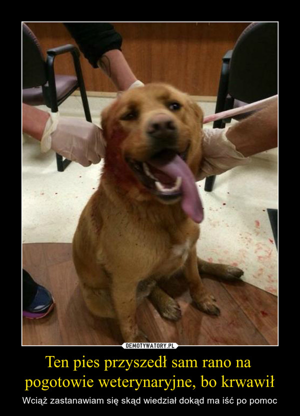Ten pies przyszedł sam rano na 
pogotowie weterynaryjne, bo krwawił