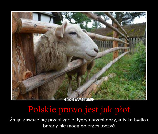 Polskie prawo jest jak płot – Żmija zawsze się prześlizgnie, tygrys przeskoczy, a tylko bydło i barany nie mogą go przeskoczyć 