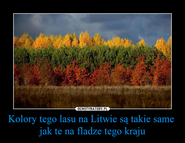Kolory tego lasu na Litwie są takie same jak te na fladze tego kraju –  