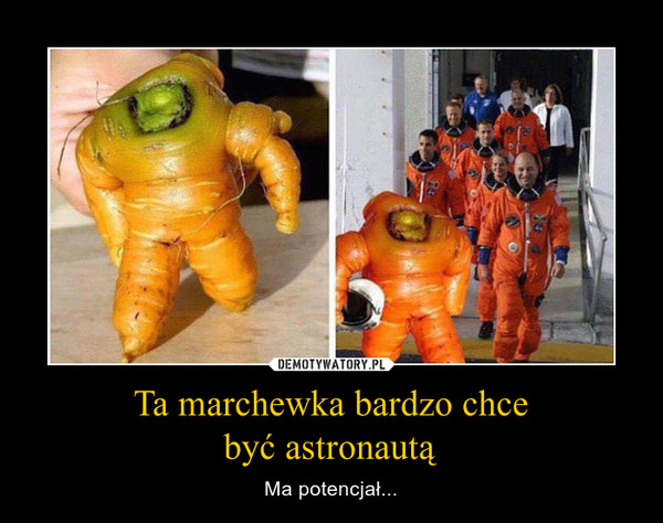 Ta marchewka bardzo chcebyć astronautą – Ma potencjał... 