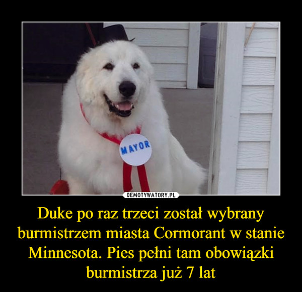 Duke po raz trzeci został wybrany burmistrzem miasta Cormorant w stanie Minnesota. Pies pełni tam obowiązki burmistrza już 7 lat