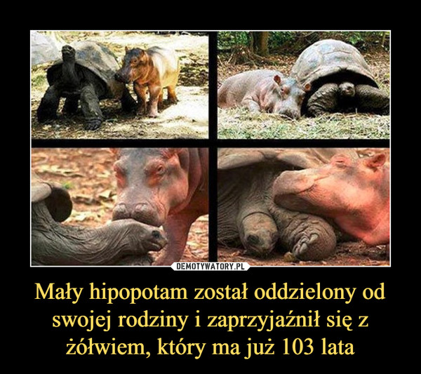 Mały hipopotam został oddzielony od swojej rodziny i zaprzyjaźnił się z żółwiem, który ma już 103 lata