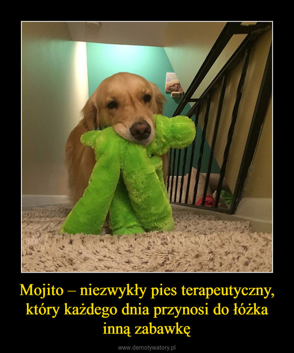 Mojito – niezwykły pies terapeutyczny, który każdego dnia przynosi do łóżka inną zabawkę –  