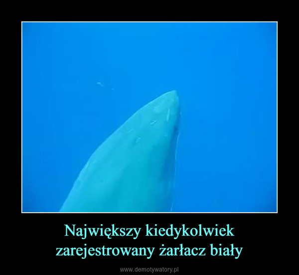Największy kiedykolwiek zarejestrowany żarłacz biały –  