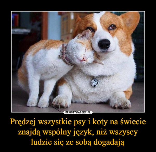Prędzej wszystkie psy i koty na świecie znajdą wspólny język, niż wszyscy ludzie się ze sobą dogadają –  