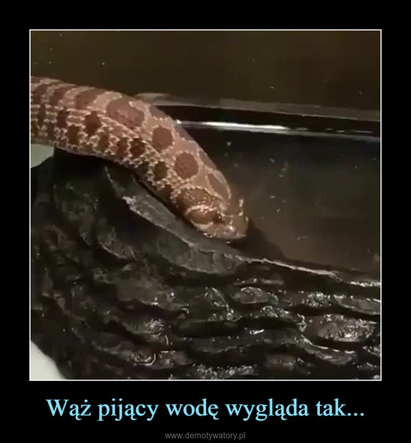 Wąż pijący wodę wygląda tak... –  