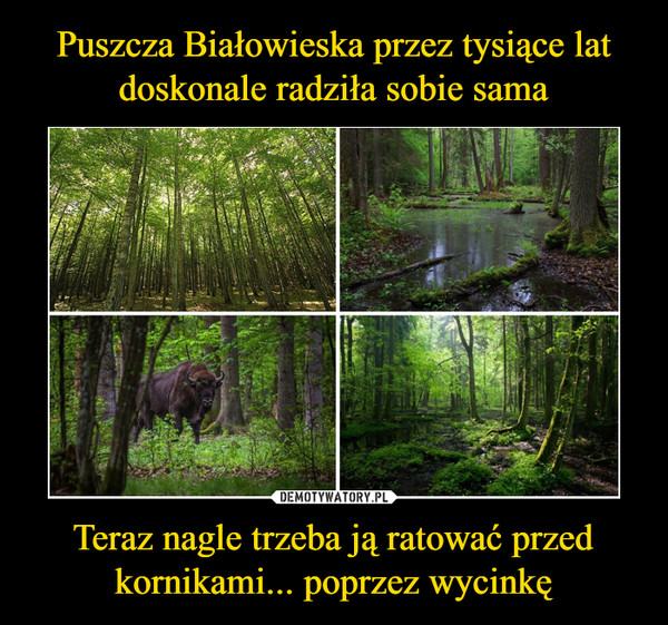Puszcza Białowieska przez tysiące lat doskonale radziła sobie sama Teraz nagle trzeba ją ratować przed kornikami... poprzez wycinkę