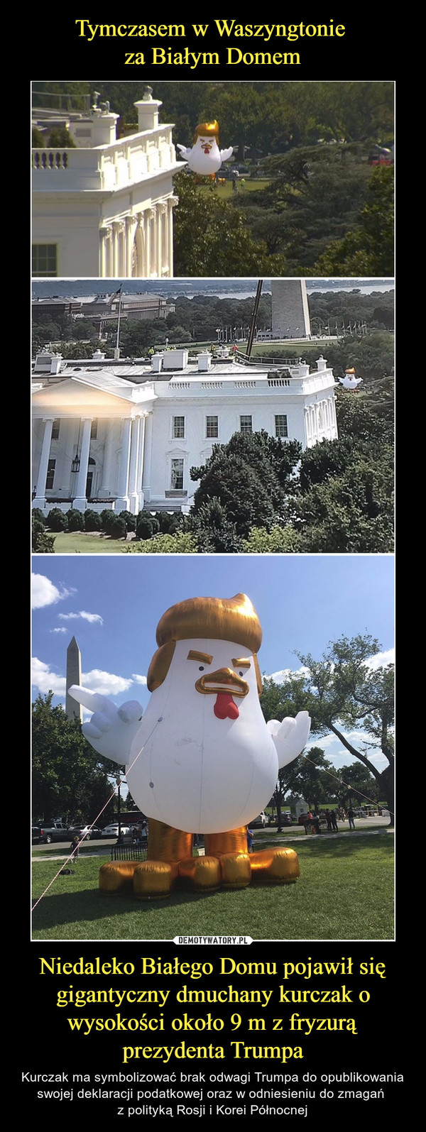 Niedaleko Białego Domu pojawił się gigantyczny dmuchany kurczak o wysokości około 9 m z fryzurą prezydenta Trumpa – Kurczak ma symbolizować brak odwagi Trumpa do opublikowania swojej deklaracji podatkowej oraz w odniesieniu do zmagań z polityką Rosji i Korei Północnej 
