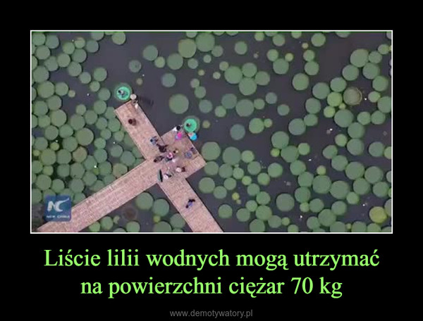 Liście lilii wodnych mogą utrzymaćna powierzchni ciężar 70 kg –  