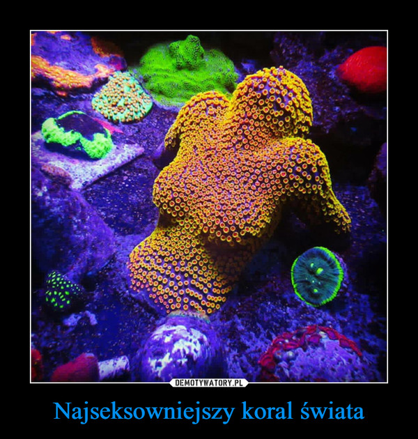 Najseksowniejszy koral świata –  