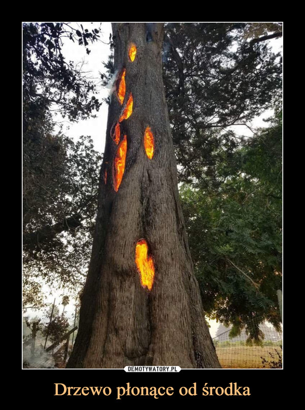 Drzewo płonące od środka