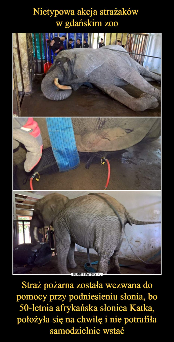 Straż pożarna została wezwana do pomocy przy podniesieniu słonia, bo 50-letnia afrykańska słonica Katka, położyła się na chwilę i nie potrafiła samodzielnie wstać –  
