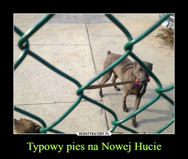 Typowy pies na Nowej Hucie –  