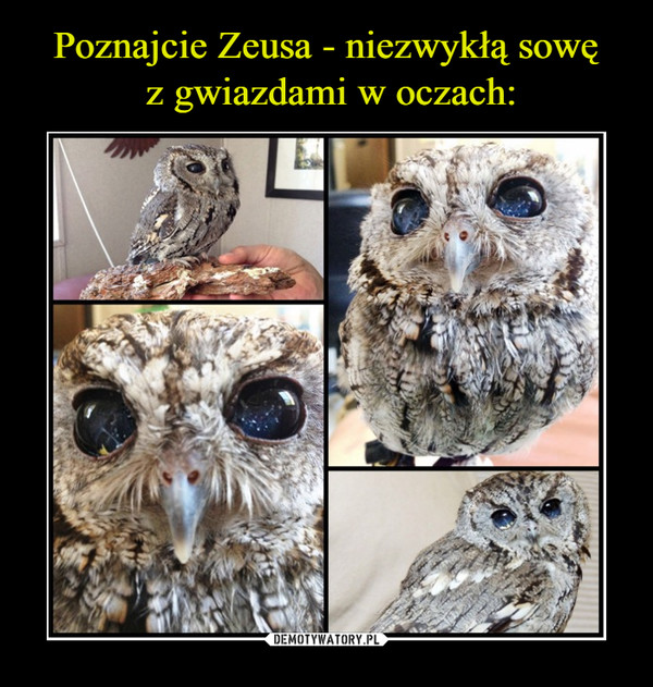 Poznajcie Zeusa - niezwykłą sowę
 z gwiazdami w oczach:
