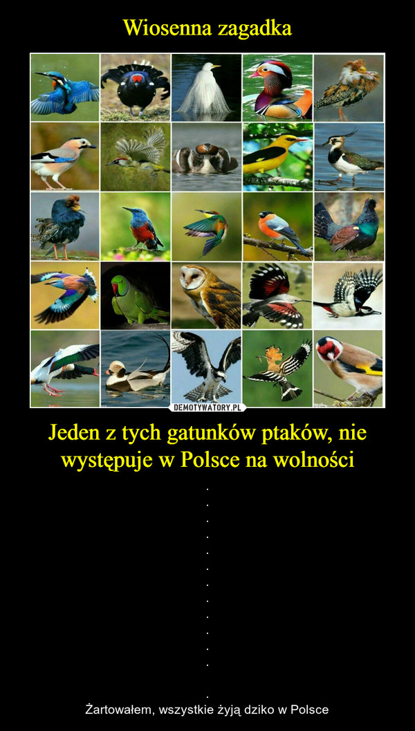 Jeden z tych gatunków ptaków, nie występuje w Polsce na wolności – .............Żartowałem, wszystkie żyją dziko w Polsce 