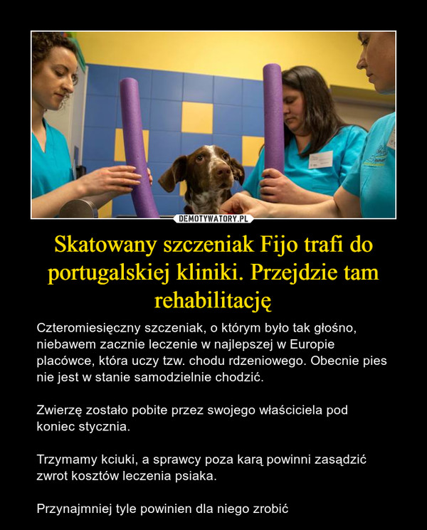 Skatowany szczeniak Fijo trafi do portugalskiej kliniki. Przejdzie tam rehabilitację