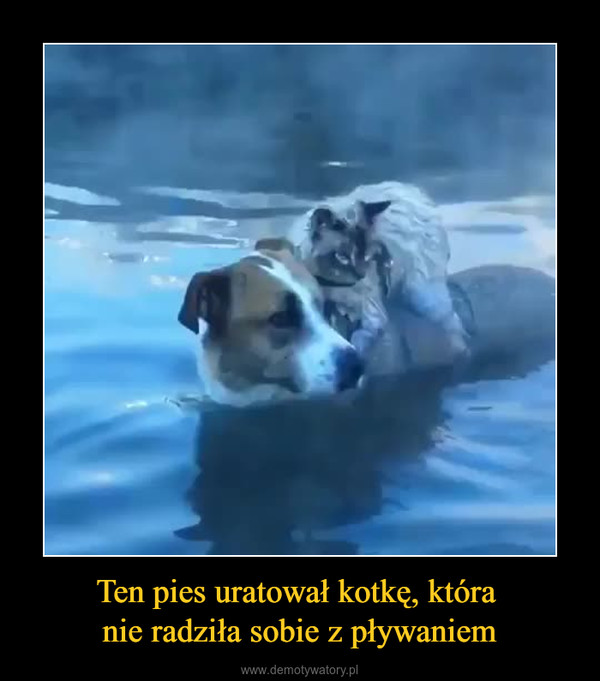 Ten pies uratował kotkę, która nie radziła sobie z pływaniem –  