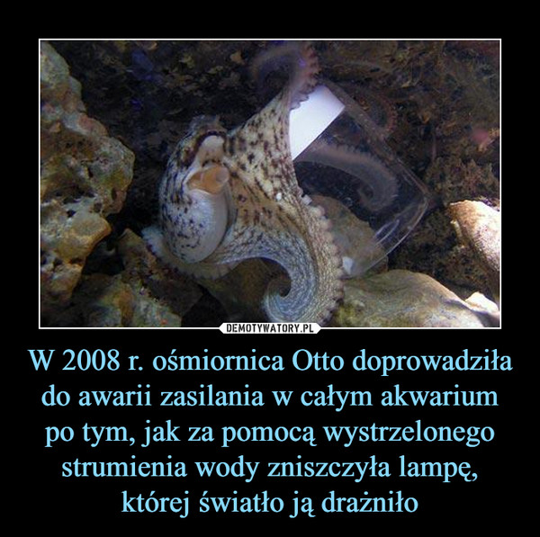 W 2008 r. ośmiornica Otto doprowadziła do awarii zasilania w całym akwarium po tym, jak za pomocą wystrzelonego strumienia wody zniszczyła lampę, której światło ją drażniło