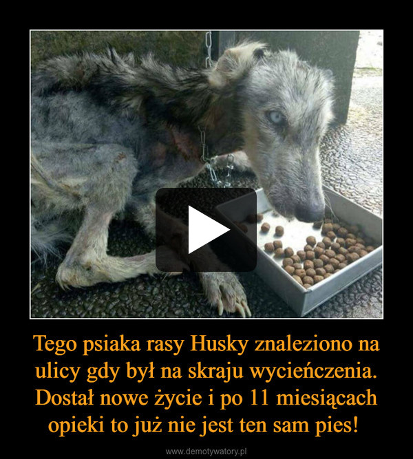 Tego psiaka rasy Husky znaleziono na ulicy gdy był na skraju wycieńczenia. Dostał nowe życie i po 11 miesiącach opieki to już nie jest ten sam pies!  –  