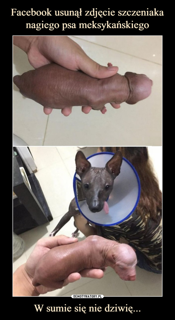 Facebook usunął zdjęcie szczeniaka nagiego psa meksykańskiego W sumie się nie dziwię...