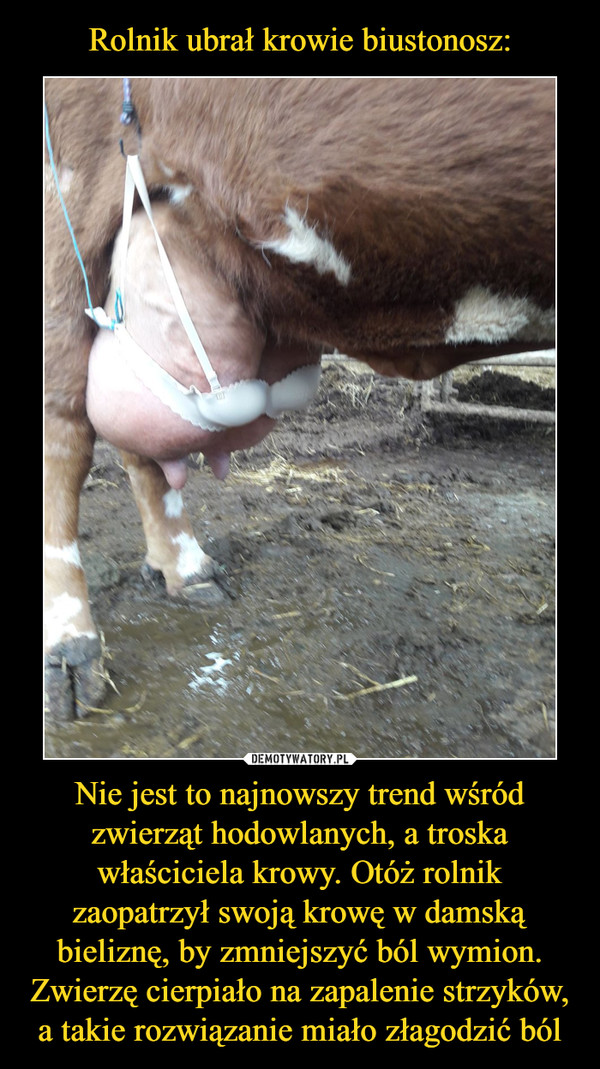 Nie jest to najnowszy trend wśród zwierząt hodowlanych, a troska właściciela krowy. Otóż rolnik zaopatrzył swoją krowę w damską bieliznę, by zmniejszyć ból wymion. Zwierzę cierpiało na zapalenie strzyków, a takie rozwiązanie miało złagodzić ból –  