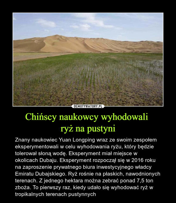 Chińscy naukowcy wyhodowali 
ryż na pustyni
