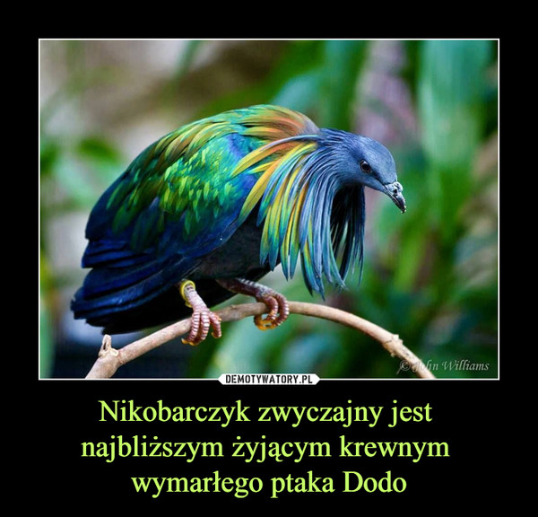 Nikobarczyk zwyczajny jest najbliższym żyjącym krewnym wymarłego ptaka Dodo –  