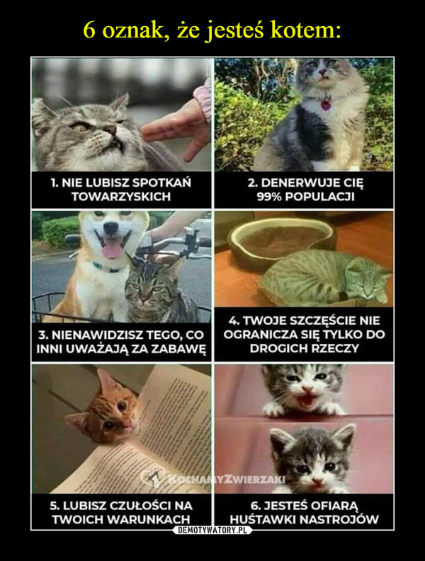 6 oznak, że jesteś kotem: