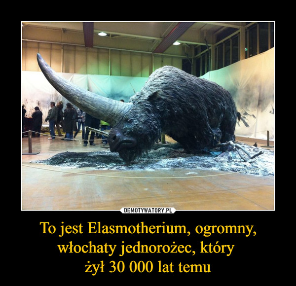 To jest Elasmotherium, ogromny, włochaty jednorożec, który żył 30 000 lat temu –  