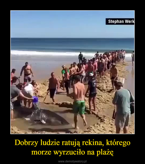 Dobrzy ludzie ratują rekina, którego morze wyrzuciło na plażę –  
