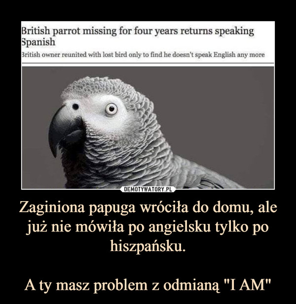 Zaginiona papuga wróciła do domu, ale już nie mówiła po angielsku tylko po hiszpańsku.A ty masz problem z odmianą "I AM" –  