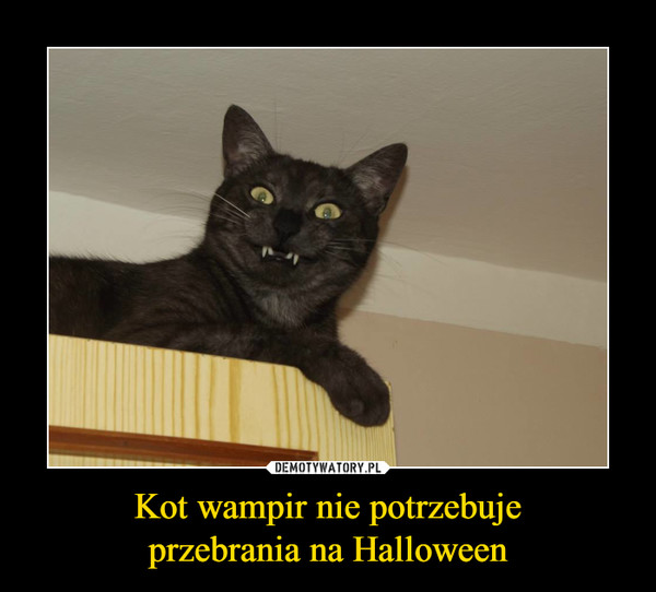 Kot wampir nie potrzebujeprzebrania na Halloween –  