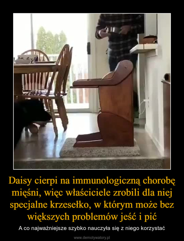 Daisy cierpi na immunologiczną chorobę mięśni, więc właściciele zrobili dla niej specjalne krzesełko, w którym może bez większych problemów jeść i pić – A co najważniejsze szybko nauczyła się z niego korzystać 