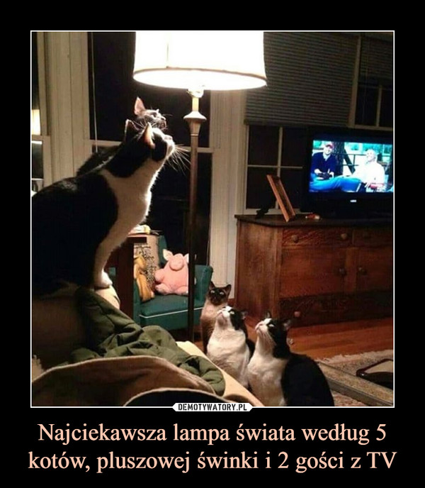 Najciekawsza lampa świata według 5 kotów, pluszowej świnki i 2 gości z TV