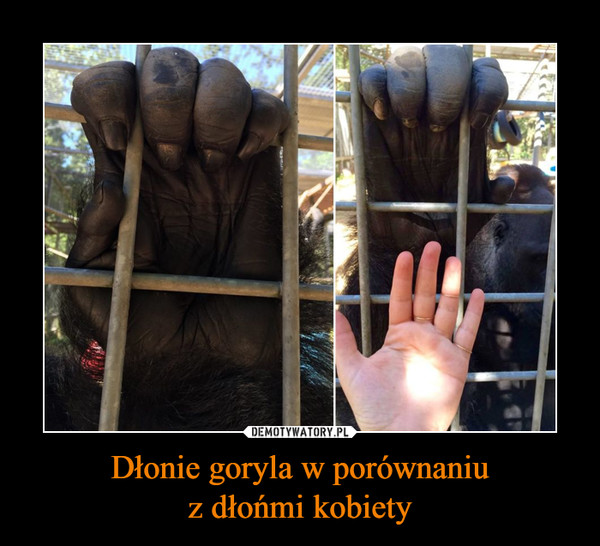 Dłonie goryla w porównaniuz dłońmi kobiety –  
