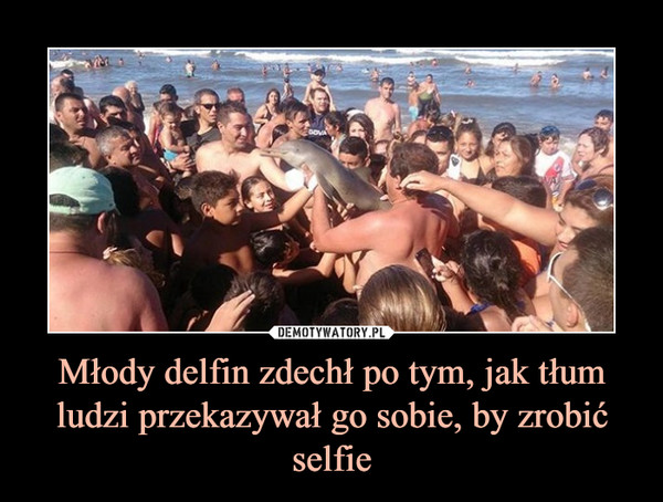 Młody delfin zdechł po tym, jak tłum ludzi przekazywał go sobie, by zrobić selfie